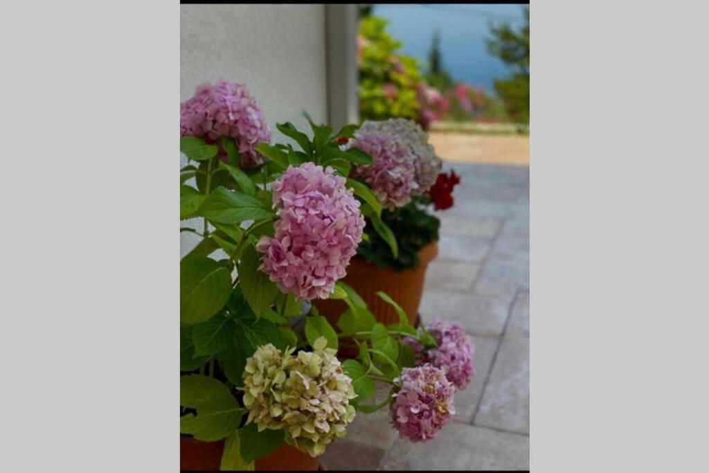 מליני Villa Pergola -Apartment Roko מראה חיצוני תמונה